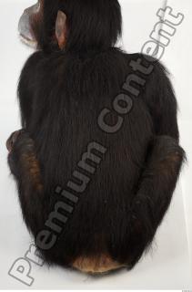 Chimpanzee - Pan troglodytes 0041
